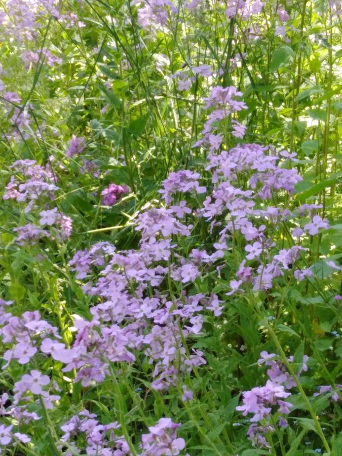 Ferienwohnung Mit Kleinem Garten Sonnenbühl المظهر الخارجي الصورة